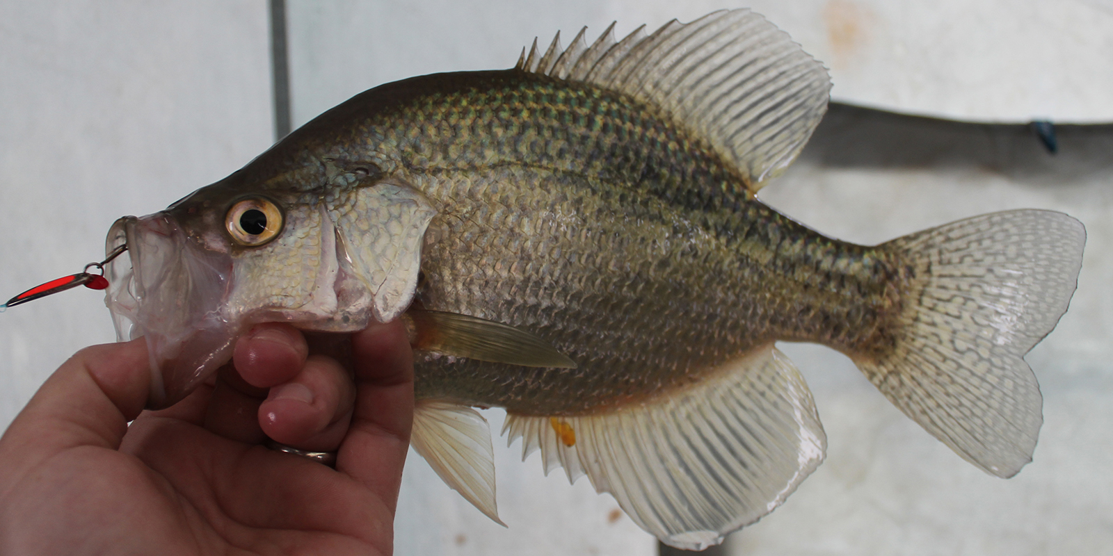 Crappie in Hand